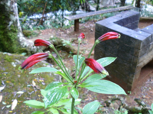 Plants with red bloom
