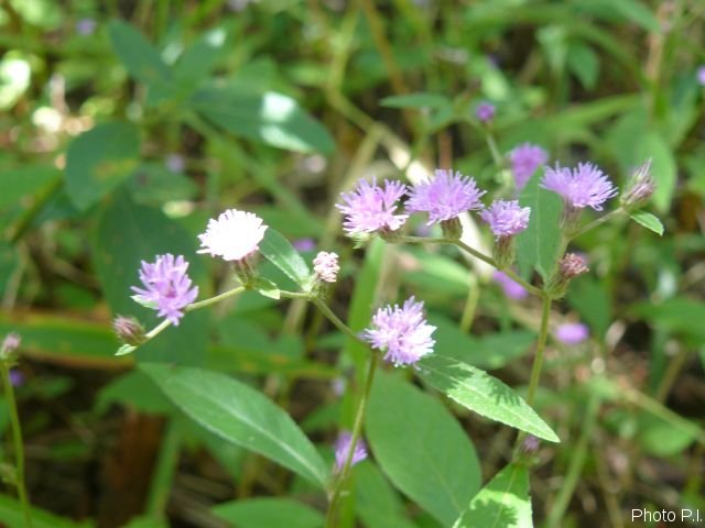 Plants with pink and purple bloom