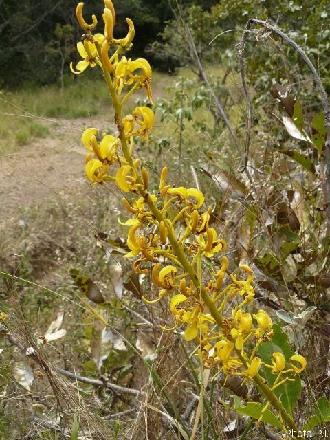 Plants with yellow and golden bloom