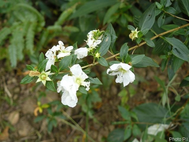Plants with white bloom