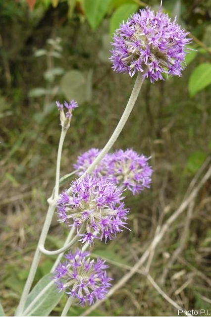 Plants with pink and purple bloom