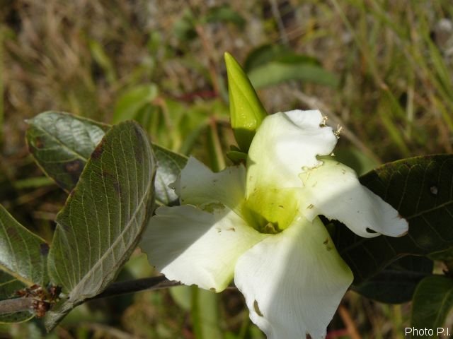 Plants with white bloom