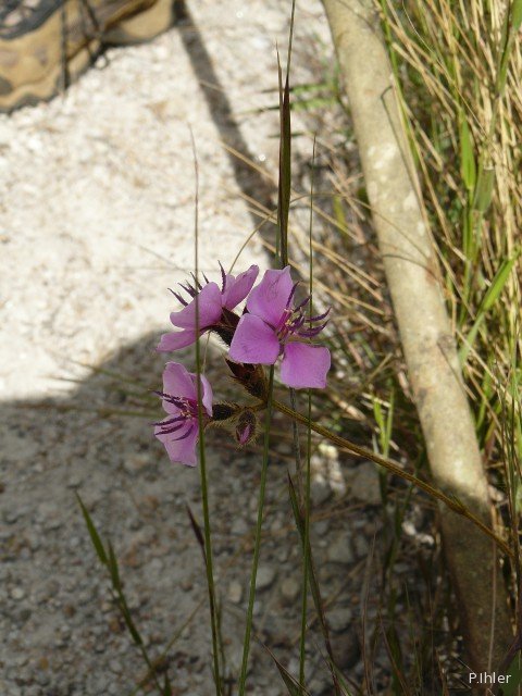 Plants with pink and purple bloom