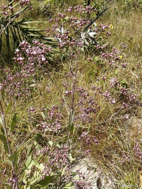 Plants with pink and purple bloom