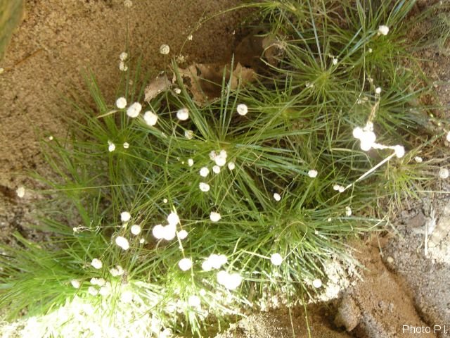 Plants with white bloom