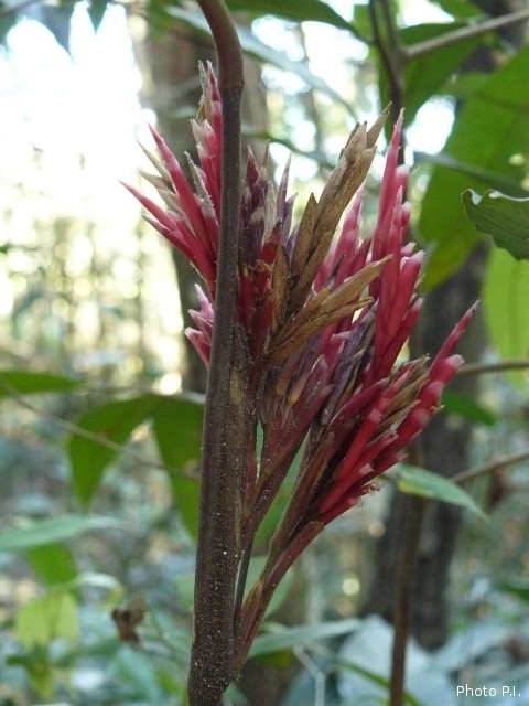 Plants with red bloom