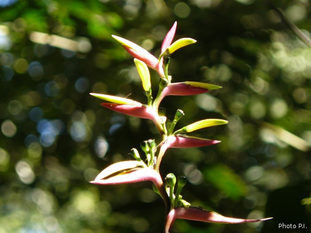 Special plants
