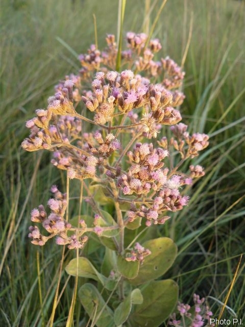 Plants with pink and purple bloom