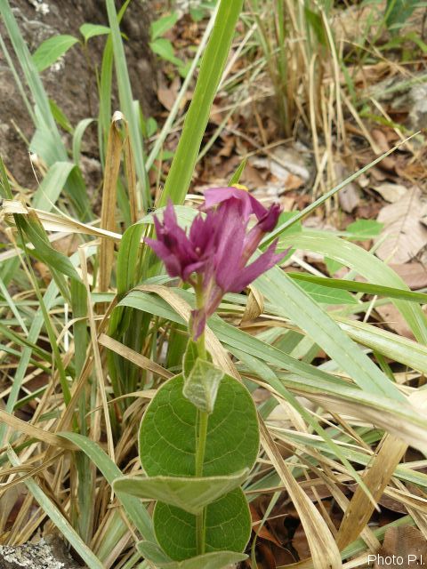Plants with pink and purple bloom