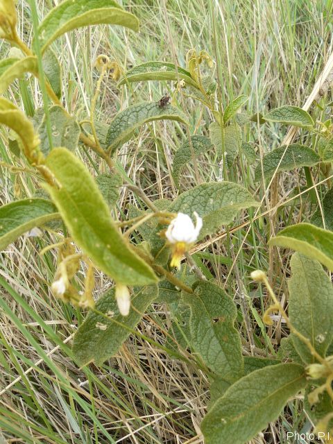 Plants with white bloom