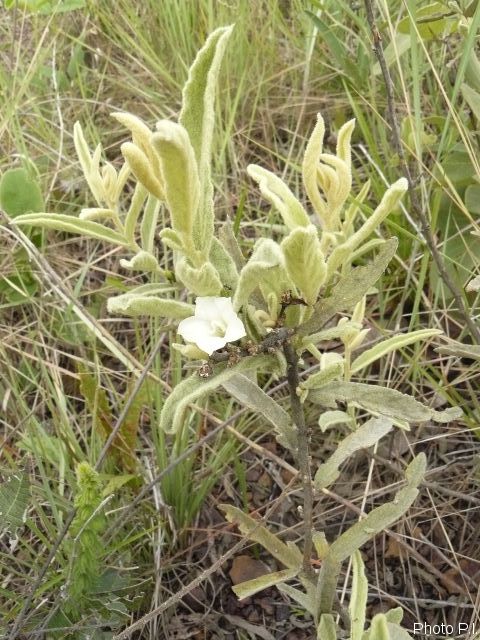 Plants with white bloom
