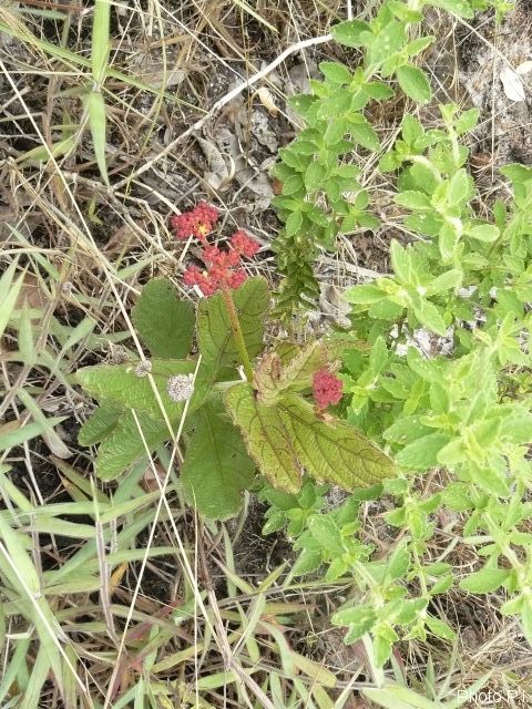 Plants with red bloom