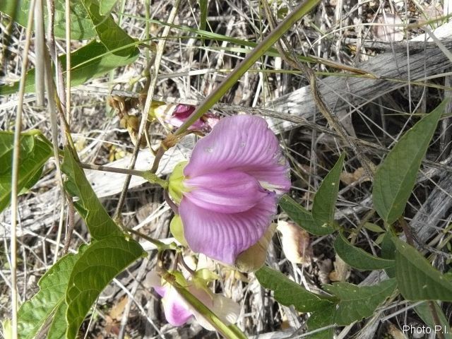 Plants with pink and purple bloom