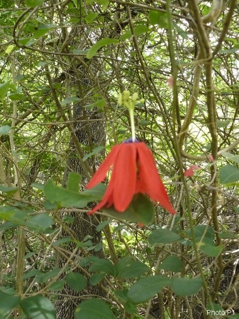 Plants with red bloom