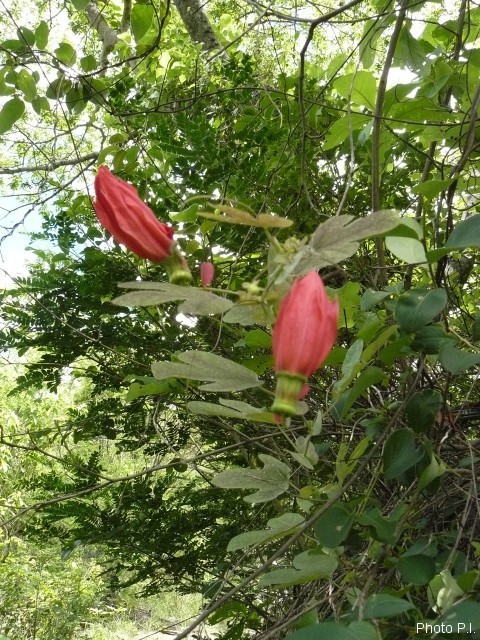 Plants with red bloom