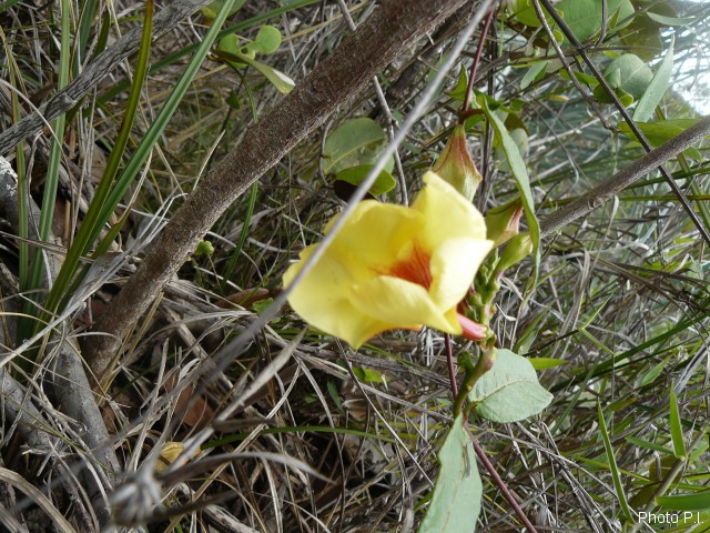 Plants with yellow and golden bloom