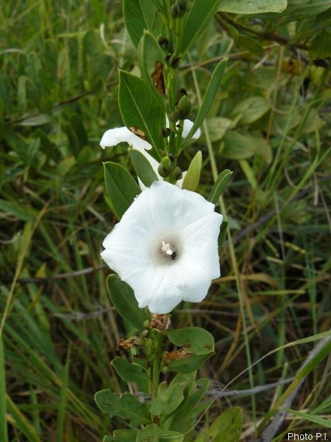 Plants with white bloom