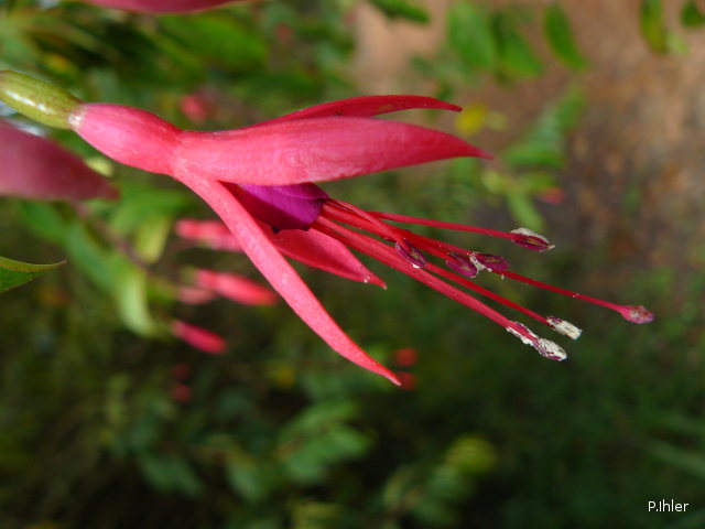 Plants with red bloom