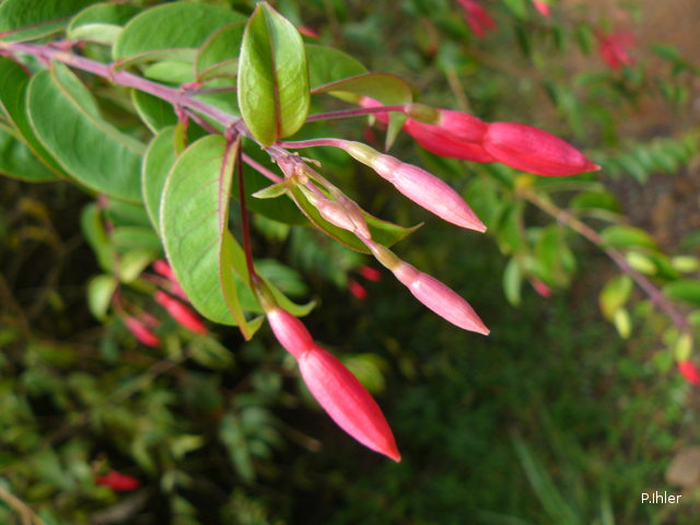 Plants with red bloom