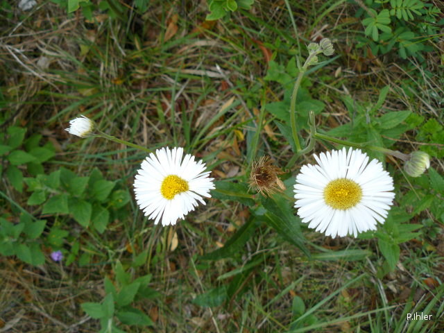 Plants with white bloom