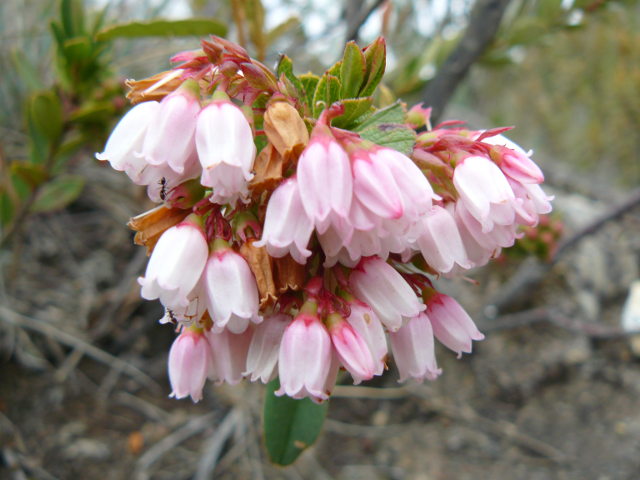 Plants with pink and purple bloom