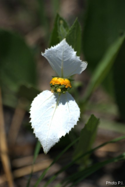 Plants with white bloom