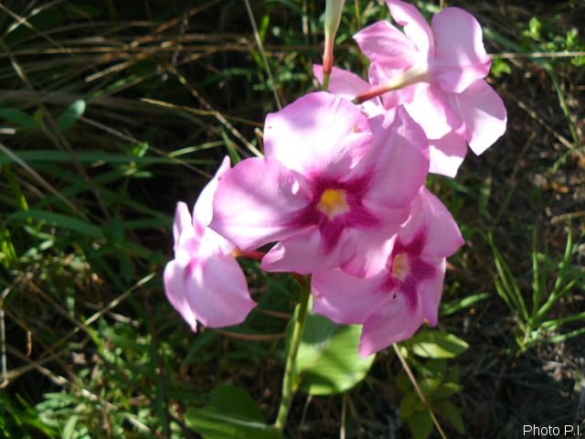 Plants with pink and purple bloom