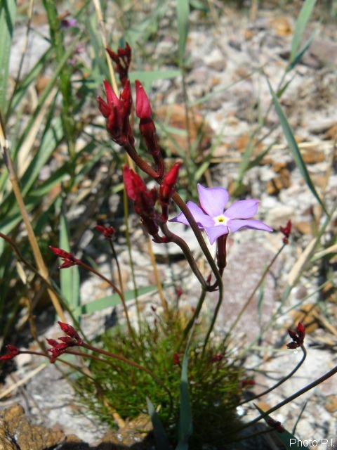 Plants with pink and purple bloom