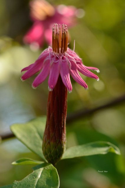 Flore du Cerrado - Sélection de photographies