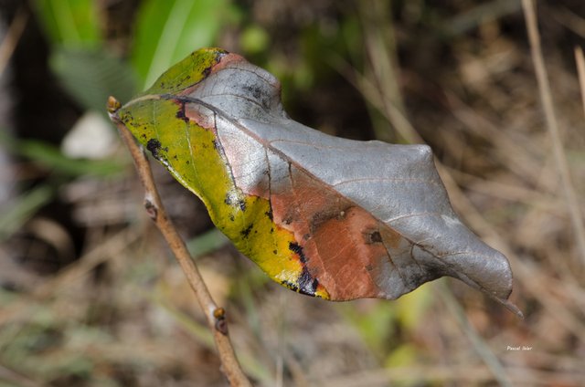 Photographs Selection - Leaves and color