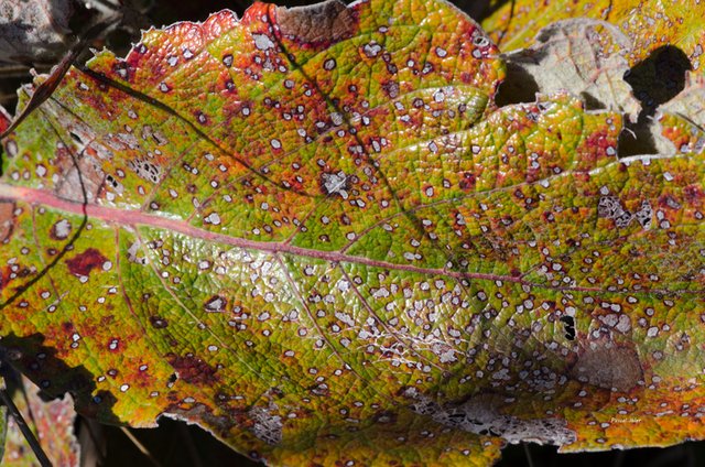 Photographs Selection - Leaves and color