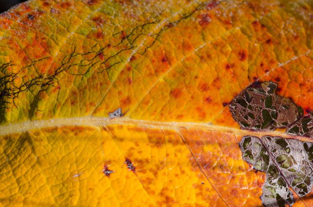 Photographs Selection - Leaves and color