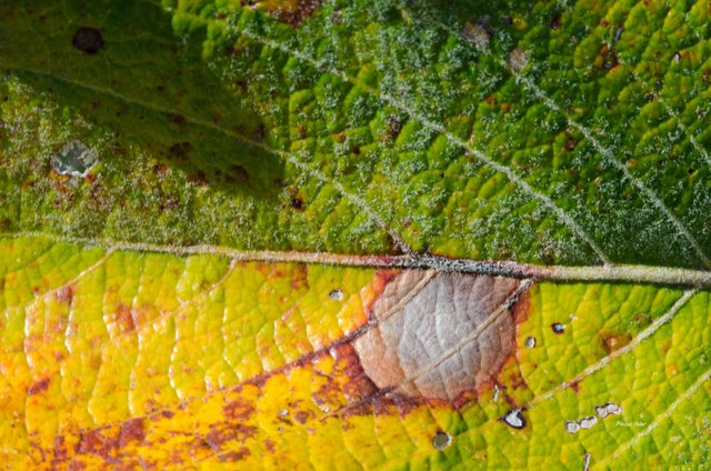 Photographs Selection - Leaves and color