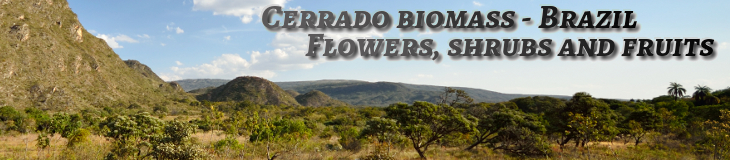 Cerrado unusuals and landscapes