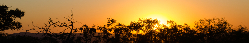 Cerrado plants, shrubs and fruit