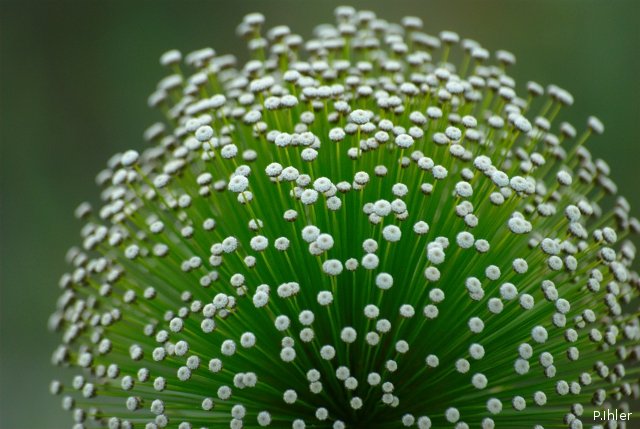 Native photo - Showerhead - Ever-Living - Cerrado - Brazil