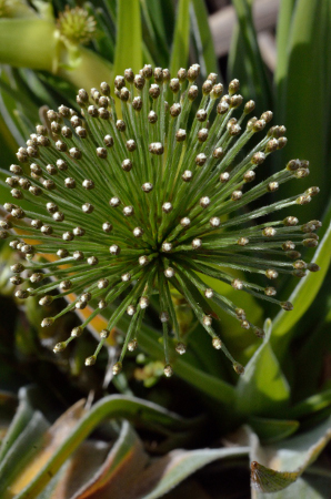 Native photo - Umbrella- Ever-Living- Cerrado - Brazil