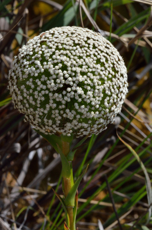 Native photo - Umbrella- Ever-Living- Cerrado - Brazil