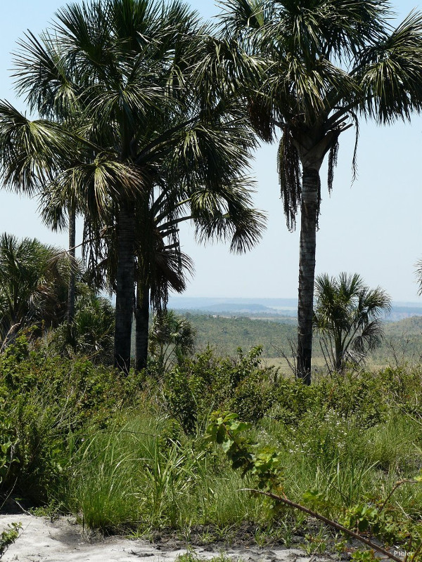 Buriti palm