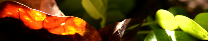 Cerrado plants, shrubs and fruit