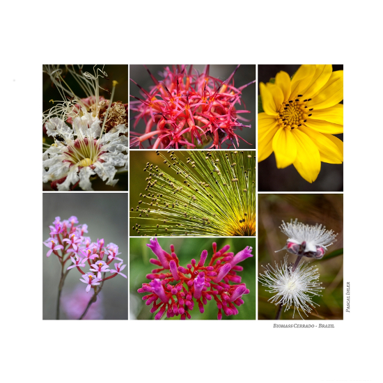 Compositions of photographs - Flowers, shrubs and fruits of biomass Cerrado