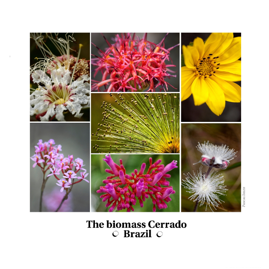 Compositions of photographs - Flowers, shrubs and fruits of biomass Cerrado