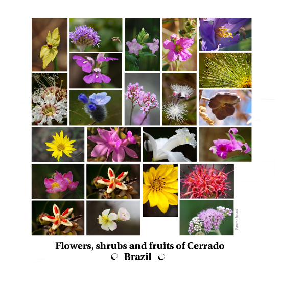 Compositions of photographs - Flowers, shrubs and fruits of biomass Cerrado