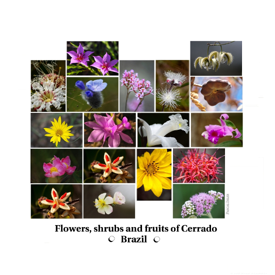 Compositions of photographs - Flowers, shrubs and fruits of biomass Cerrado