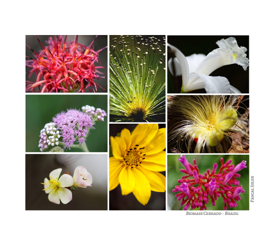 Compositions of photographs - Flowers, shrubs and fruits of biomass Cerrado