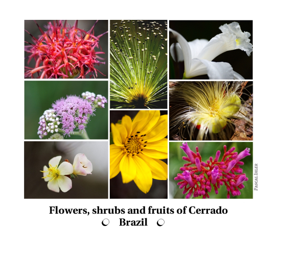 Compositions of photographs - Flowers, shrubs and fruits of biomass Cerrado