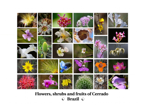 Compositions of photographs - Flowers, shrubs and fruits of biomass Cerrado