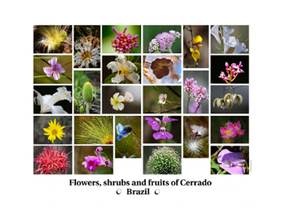 Compositions of photographs - Flowers, shrubs and fruits of biomass Cerrado