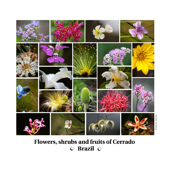 Compositions of photographs - Flowers, shrubs and fruits of biomass Cerrado