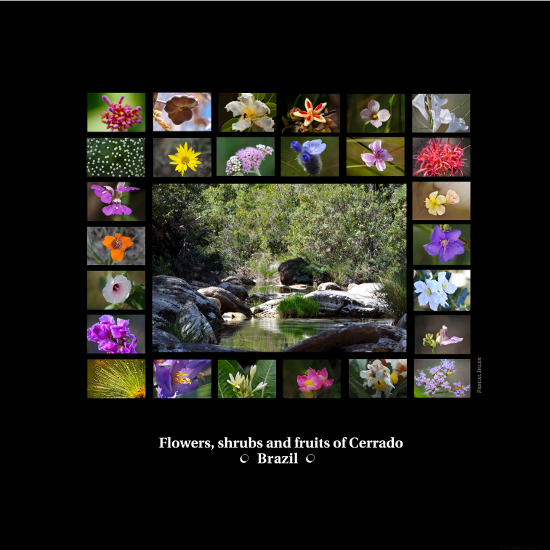 Compositions of photographs - Flowers, shrubs and fruits of biomass Cerrado